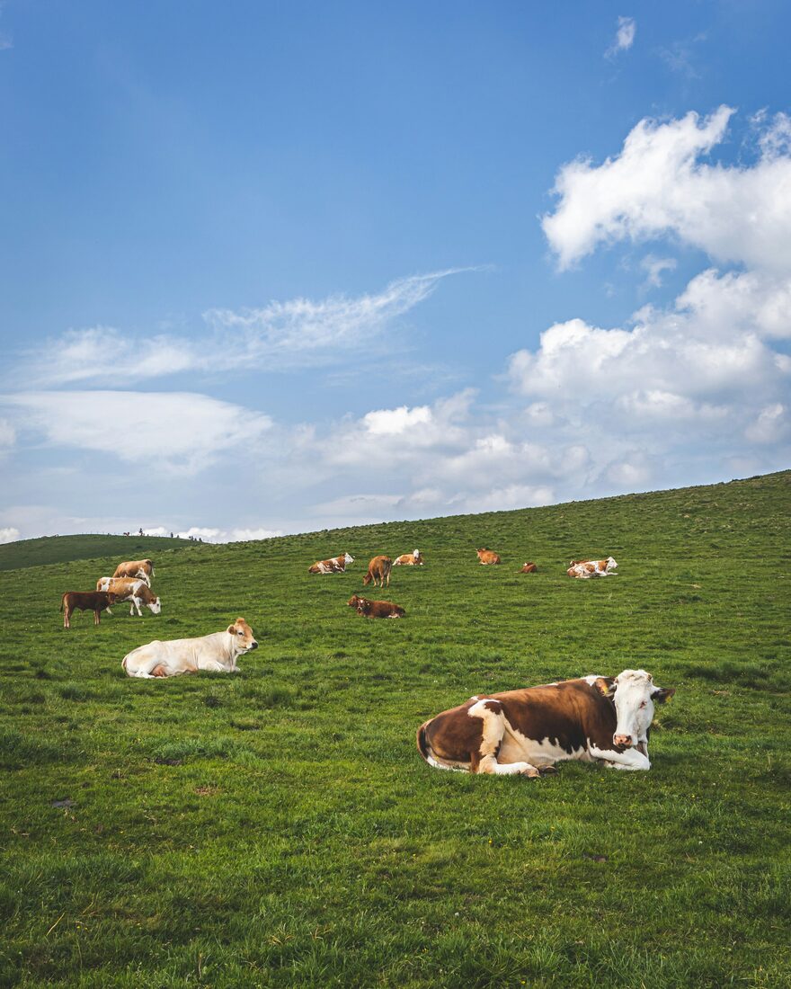 Cattle Ranching, Live Cattle Exports and Export-Grade Meat