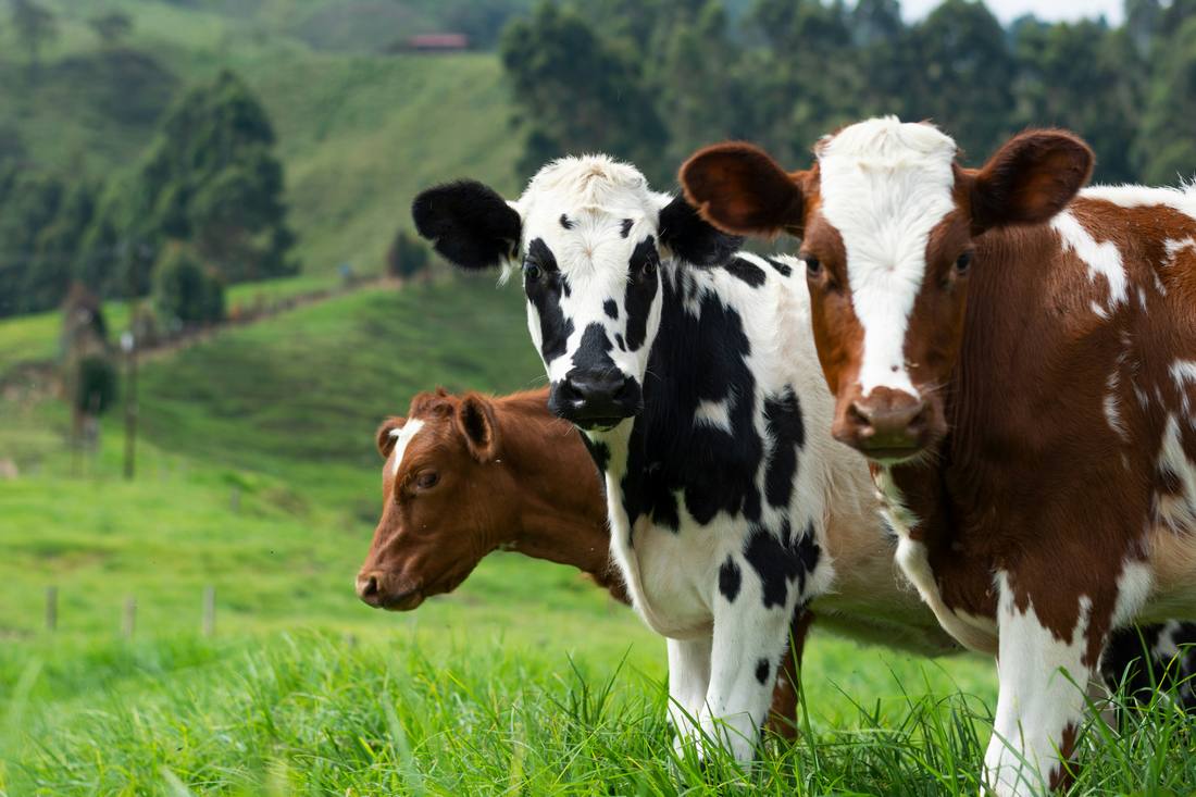 Animal Protein, Cattle Ranching and Dairy Production